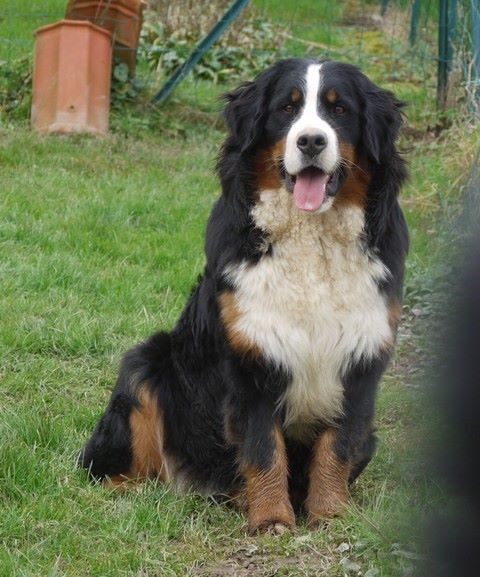 J't'adore du domaine des neiges eternelles