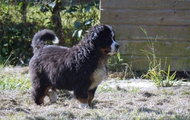 Publication : du Haras de la Vergne Auteur : Suzanne Morin