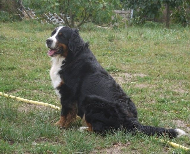 J't'adore du domaine des neiges eternelles