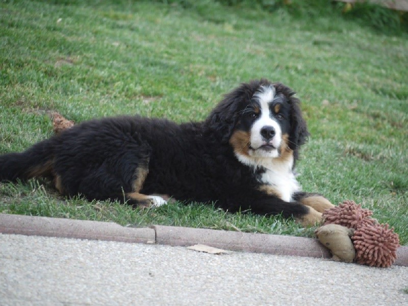 J't'adore du domaine des neiges eternelles