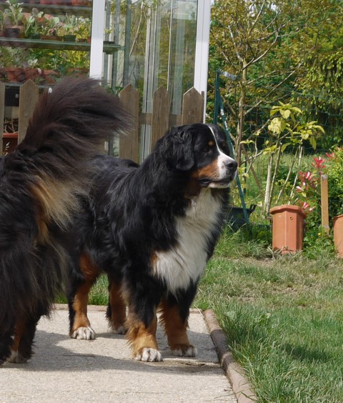 Gwen du domaine des neiges eternelles