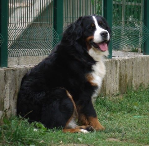 J't'adore du domaine des neiges eternelles