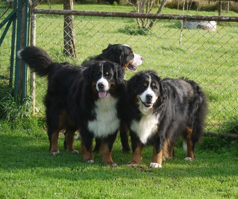 Gwen du domaine des neiges eternelles