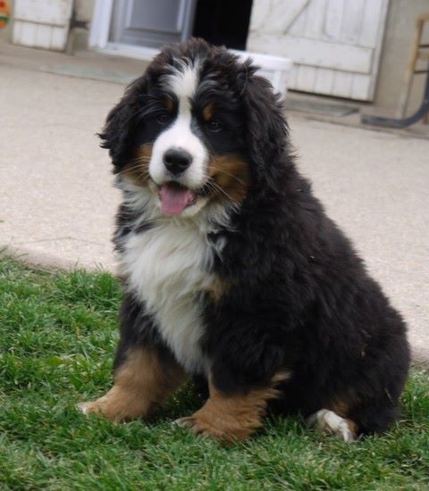 J't'adore du domaine des neiges eternelles