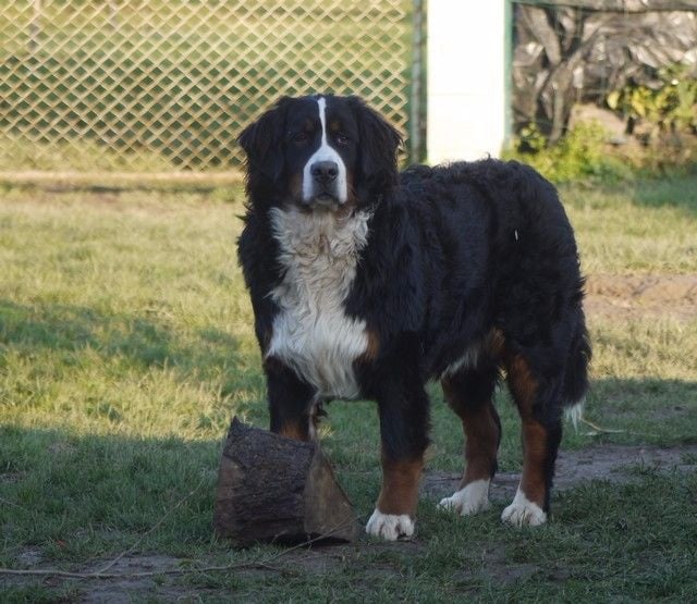 Publication : du Haras de la Vergne Auteur : Suzanne Morin