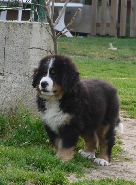 Gwen du domaine des neiges eternelles