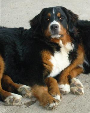 Czena du domaine des neiges eternelles