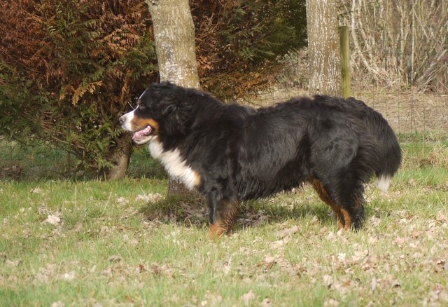 J't'adore du domaine des neiges eternelles