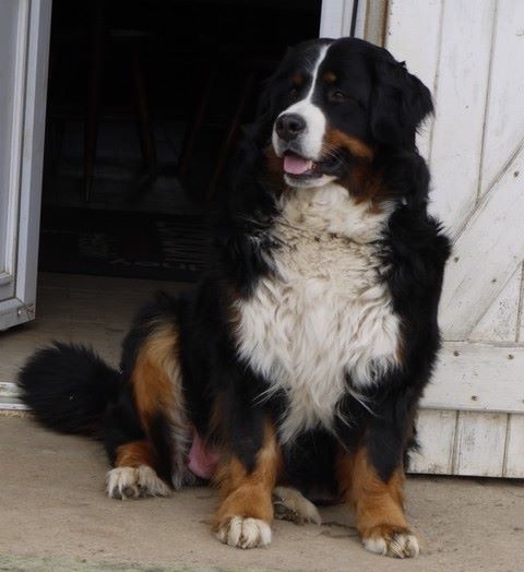 Gwen du domaine des neiges eternelles