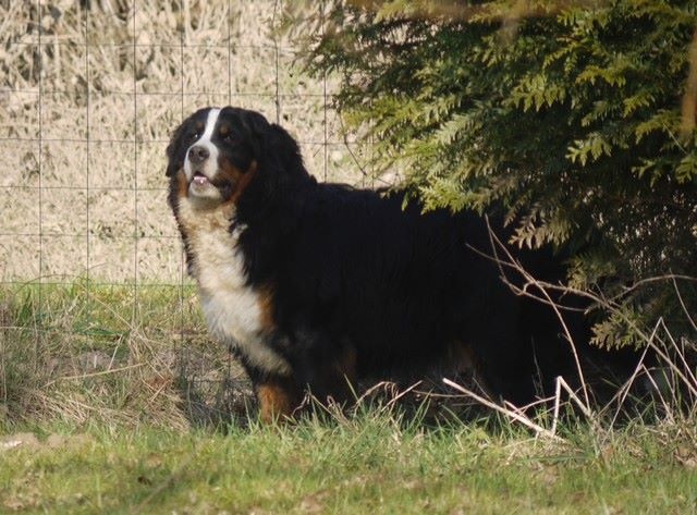 J't'adore du domaine des neiges eternelles