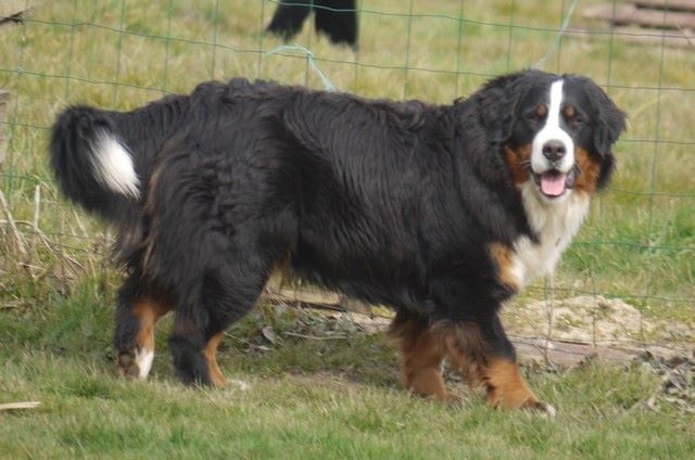 J't'adore du domaine des neiges eternelles