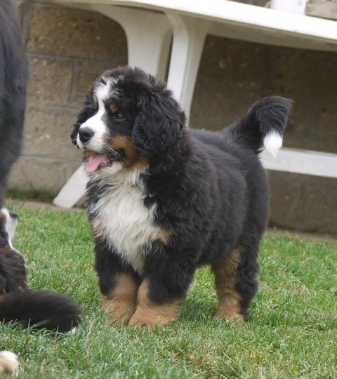 J't'adore du domaine des neiges eternelles