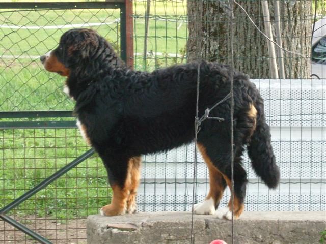 Czena du domaine des neiges eternelles