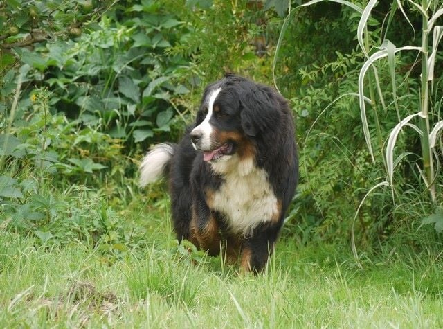 J't'adore du domaine des neiges eternelles