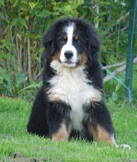 J't'adore du domaine des neiges eternelles