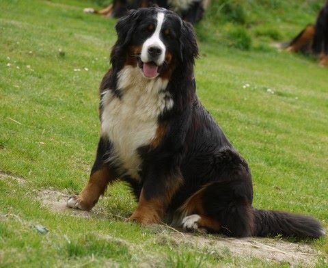 J't'adore du domaine des neiges eternelles