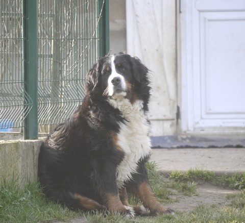 J't'adore du domaine des neiges eternelles