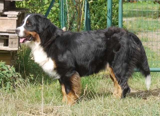 J't'adore du domaine des neiges eternelles