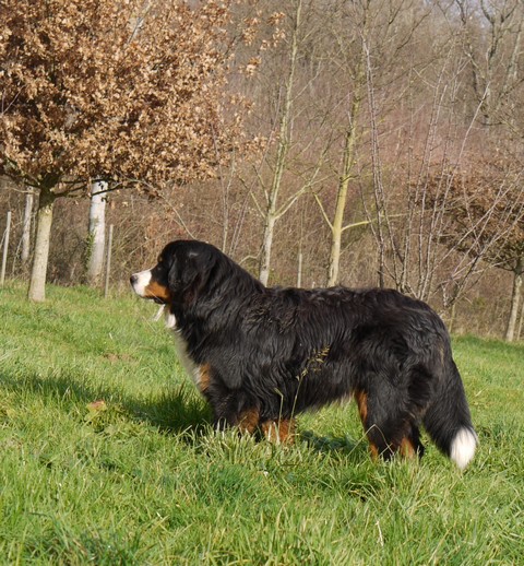 Gwen du domaine des neiges eternelles