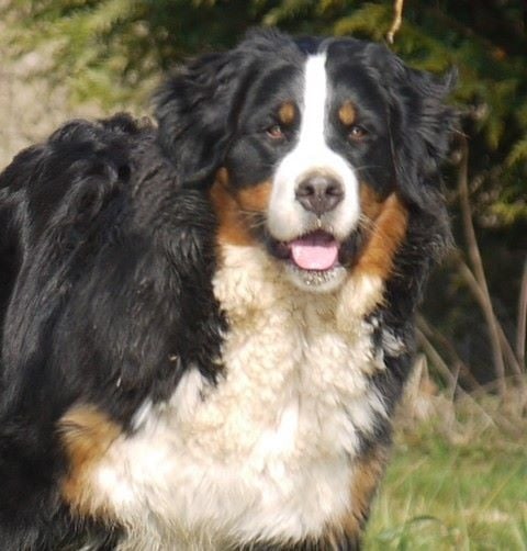 J't'adore du domaine des neiges eternelles