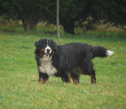 Gwen du domaine des neiges eternelles