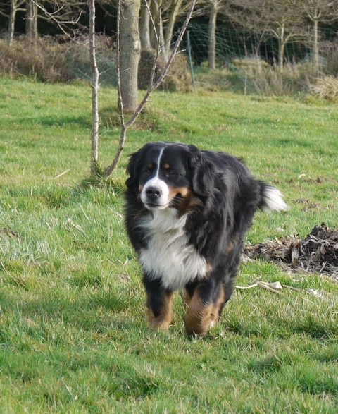 Gwen du domaine des neiges eternelles