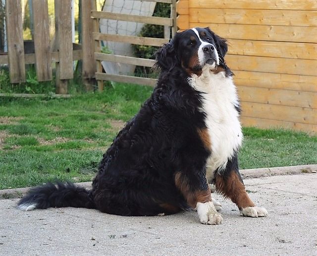 Publication : du Haras de la Vergne Auteur : Suzanne Morin