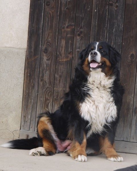 Gwen du domaine des neiges eternelles