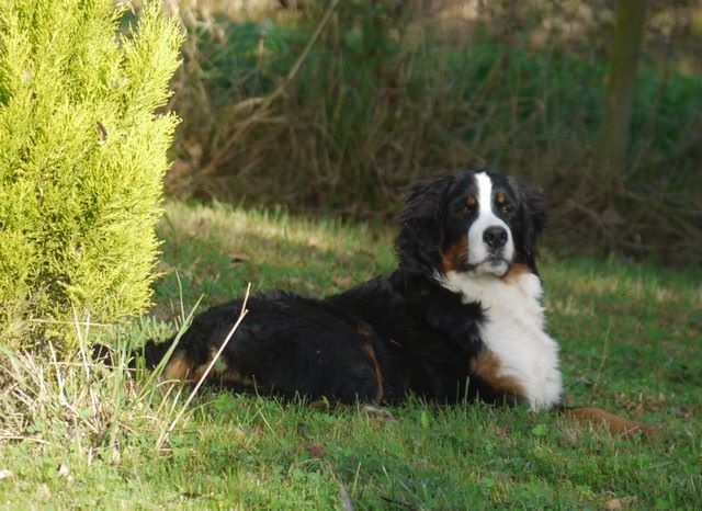 J't'adore du domaine des neiges eternelles