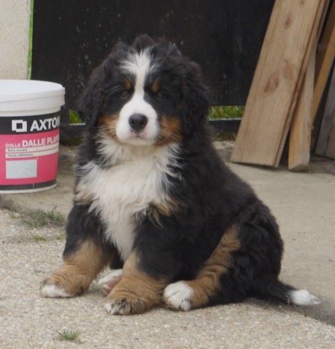 J't'adore du domaine des neiges eternelles