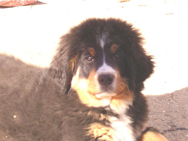 Czena du domaine des neiges eternelles