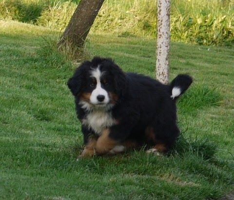 J't'adore du domaine des neiges eternelles