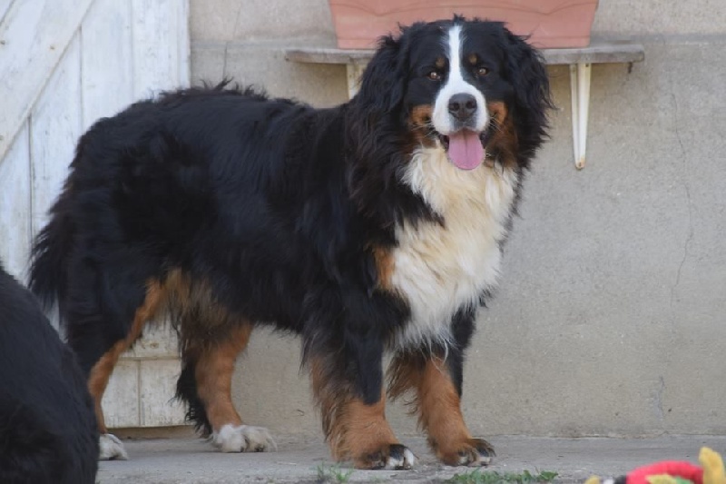 J't'adore du domaine des neiges eternelles