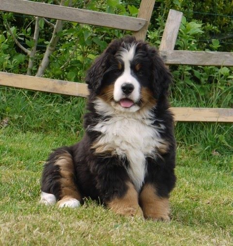 J't'adore du domaine des neiges eternelles