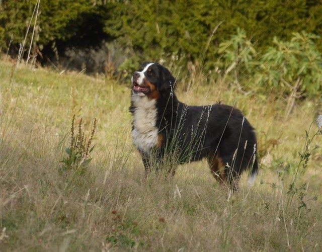 J't'adore du domaine des neiges eternelles