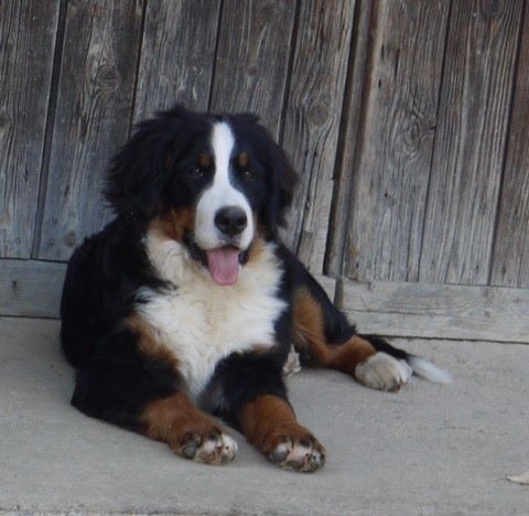 J't'adore du domaine des neiges eternelles