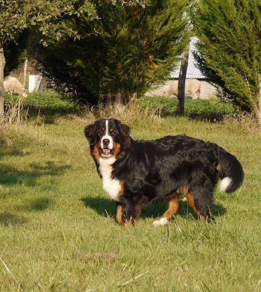 Gwen du domaine des neiges eternelles