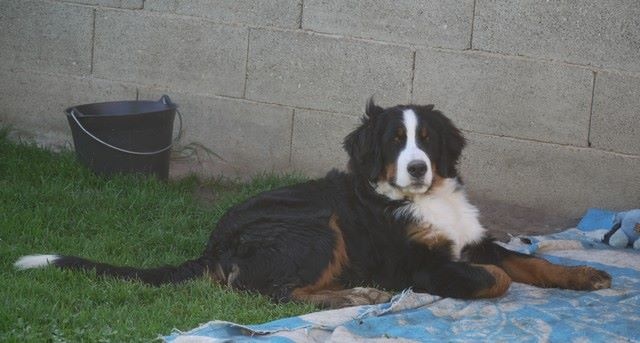 J't'adore du domaine des neiges eternelles