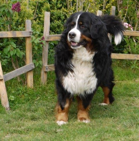 Gwen du domaine des neiges eternelles