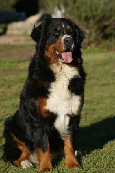 Czena du domaine des neiges eternelles