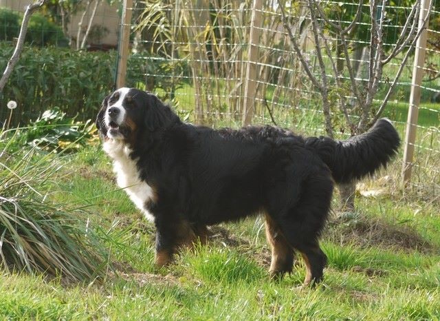 J't'adore du domaine des neiges eternelles