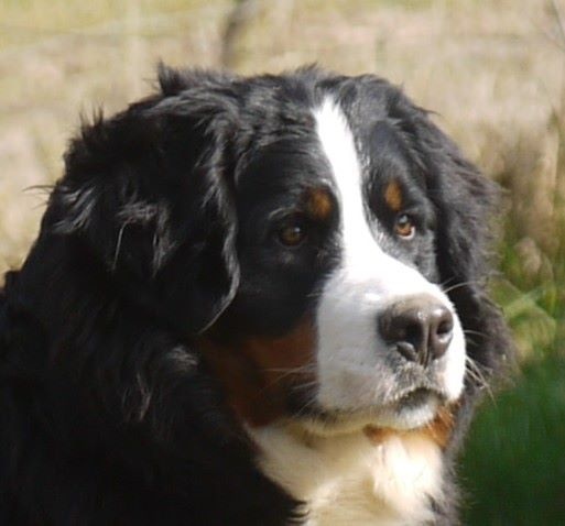 J't'adore du domaine des neiges eternelles