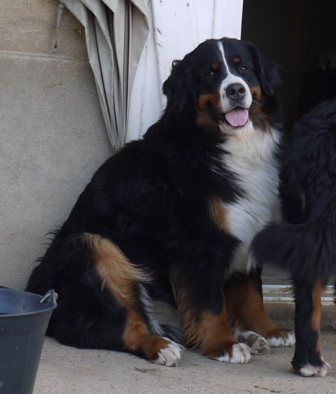 Gwen du domaine des neiges eternelles