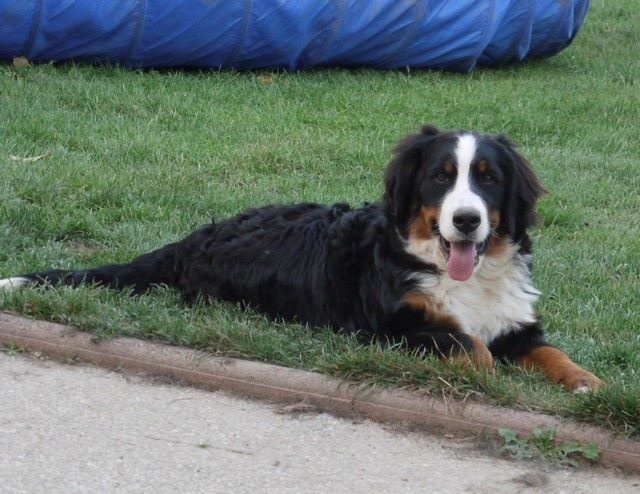 J't'adore du domaine des neiges eternelles