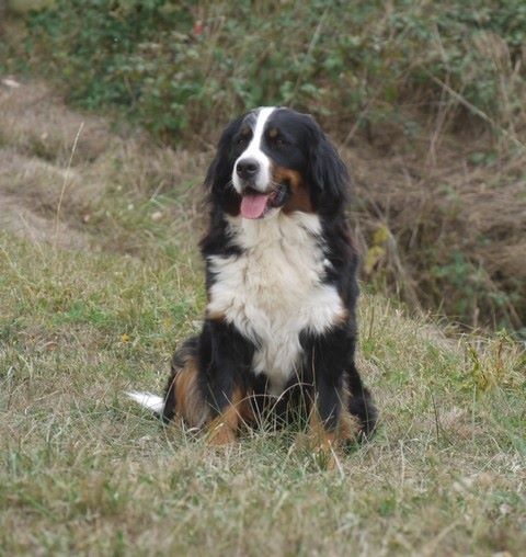 J't'adore du domaine des neiges eternelles