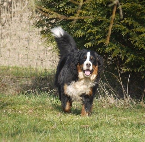 J't'adore du domaine des neiges eternelles