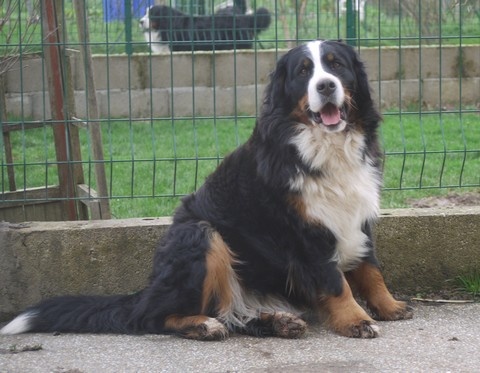 J't'adore du domaine des neiges eternelles