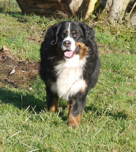 Gwen du domaine des neiges eternelles