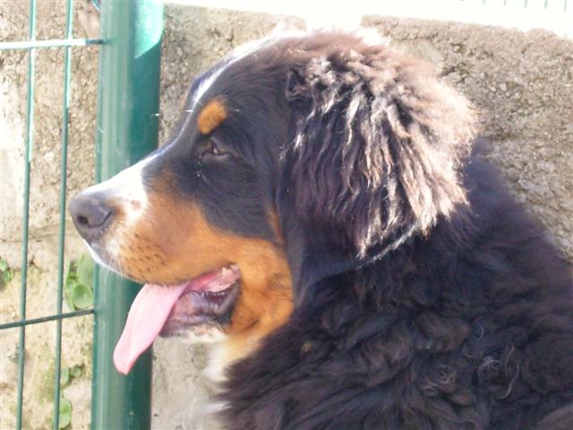 Czena du domaine des neiges eternelles