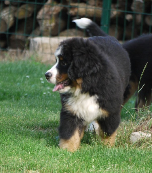 J't'adore du domaine des neiges eternelles